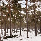 skogen1